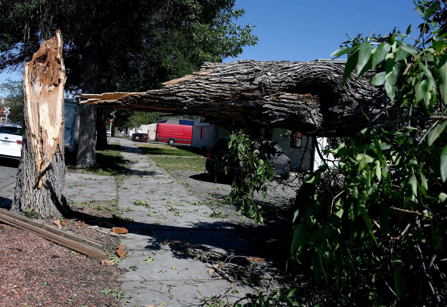 Tree down